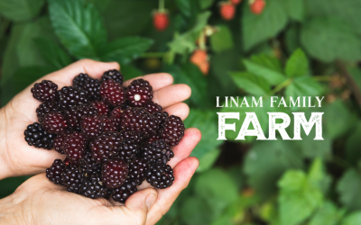 Not All Blackberries Are Created Equal: Why Local Fruit Tastes Better