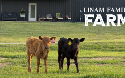 Meet the Dexters: Why Linam Farm Added Cattle (and What It Has to Do With Worms)