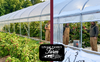 When the Freeze Hits: How Linam Farm Protects Its Berry Crop and Why It Matters